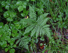 Athyrium spinulosum