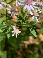 Symphyotrichum