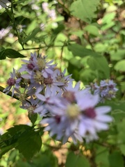 Symphyotrichum