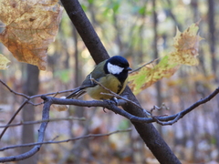 Parus major