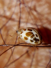Psyllobora lenta