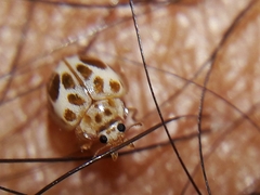 Psyllobora lenta