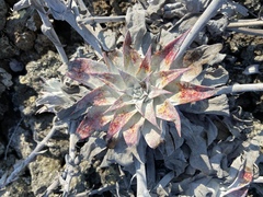 Dudleya anthonyi