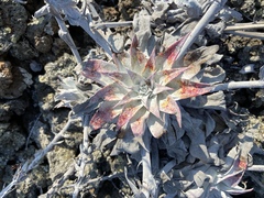 Dudleya anthonyi