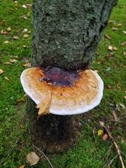 Fomitopsis pinicola