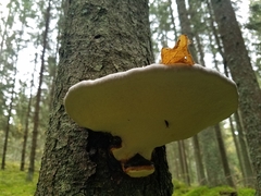 Fomitopsis pinicola