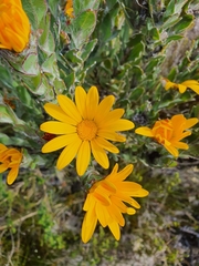 Osteospermum australe