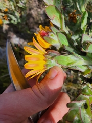 Osteospermum australe
