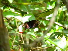 Euploea phaenareta