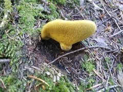 Suillus punctatipes