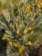 Osteospermum australe