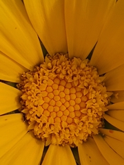 Osteospermum australe