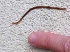 Henia vesuviana