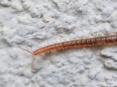 Henia vesuviana