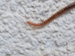 Henia vesuviana