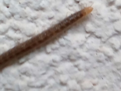 Henia vesuviana