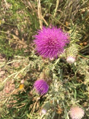 Cirsium flodmanii