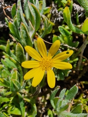 Osteospermum hafstroemii