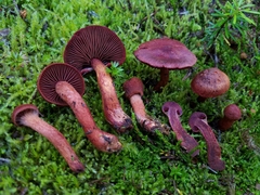 Cortinarius rufosanguineus
