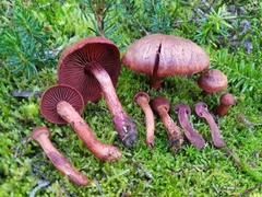 Cortinarius rufosanguineus