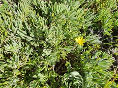 Osteospermum hafstroemii
