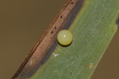 Elymnias hypermnestra