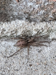 Agelenopsis