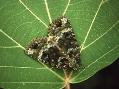 Mormo cyanea