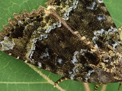 Mormo cyanea
