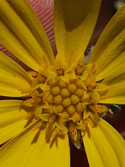 Osteospermum hafstroemii