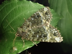 Mormo cyanea