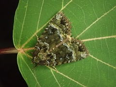 Mormo cyanea