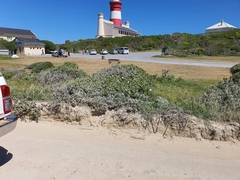 Osteospermum hafstroemii