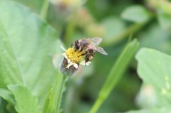 Apis mellifera