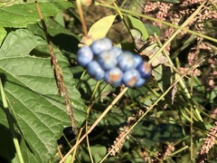 Persicaria perfoliata