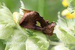 Autographa bractea