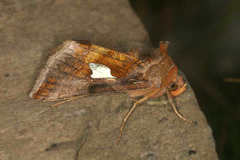 Autographa bractea