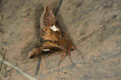 Autographa bractea