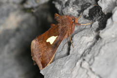 Autographa bractea