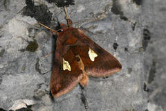 Autographa bractea