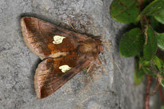 Autographa bractea