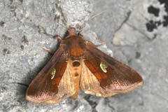 Autographa bractea