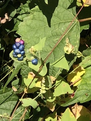 Persicaria perfoliata
