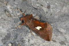 Autographa bractea