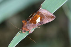 Autographa bractea