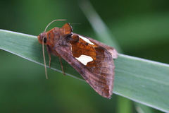 Autographa bractea