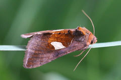 Autographa bractea