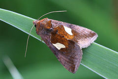 Autographa bractea