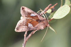 Autographa bractea