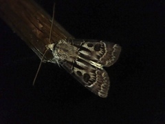 Agrotis exclamationis